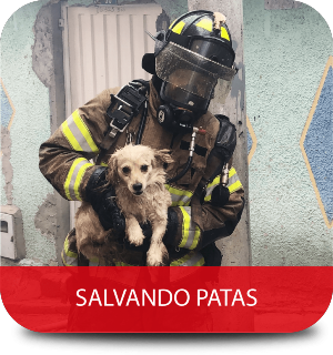 Bombero con uniforme de línea de fuego con un perro que fue rescatado