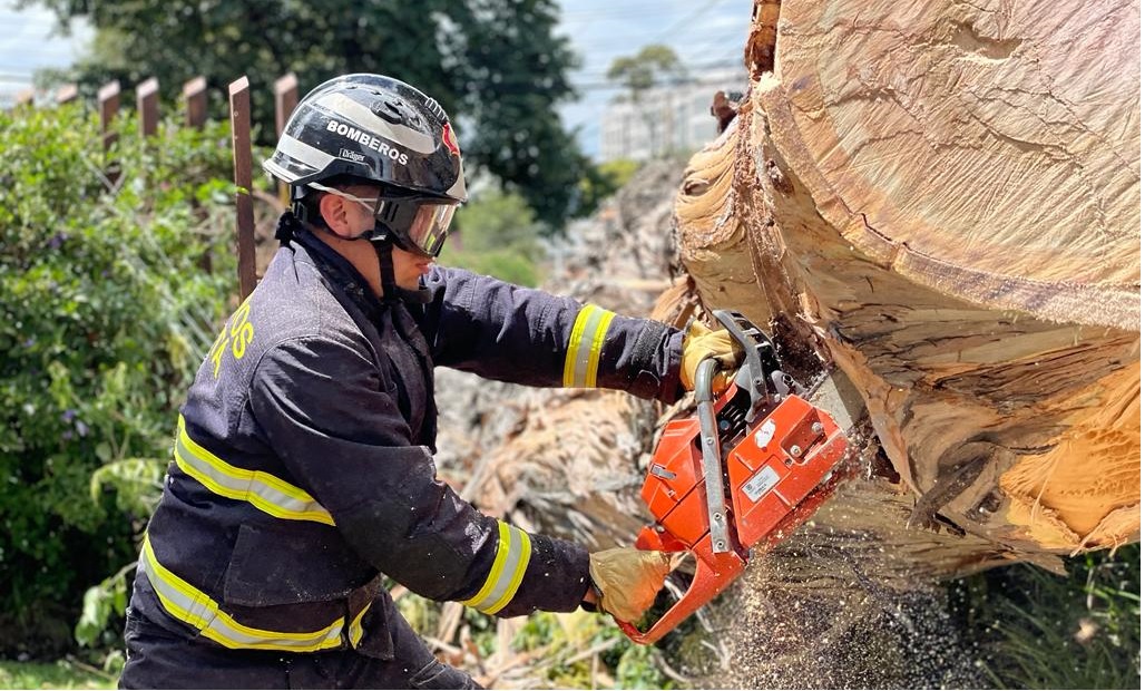 Bombero de Bogotá realiza corte de árbol