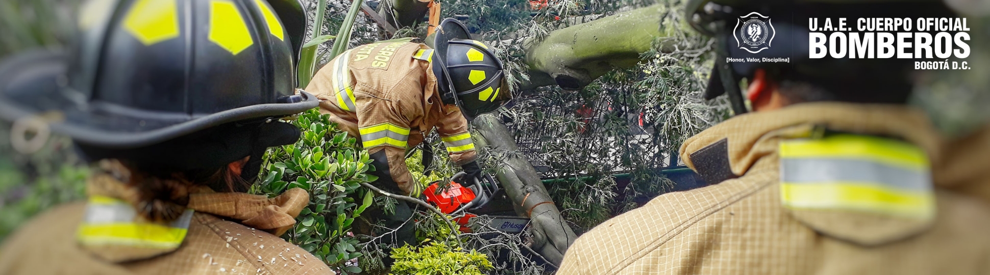 Bomberos realizando un corte y tronzado de un árbol 