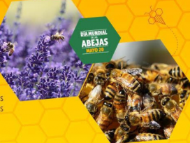 Hablemos de Abejas
