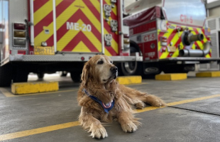 Perro en la estación de bomberos 