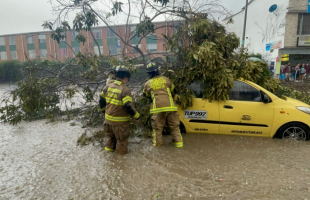 Bomberos realizan corte de árbol que cae sobre vehículo 