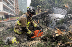 Sabes cómo prevenir emergencias por la caída de árboles en la ciudad