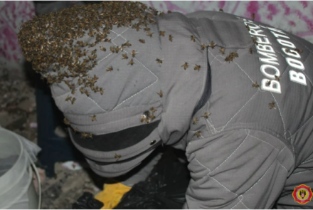 Bombero con uniforme de protección para recoger abejas
