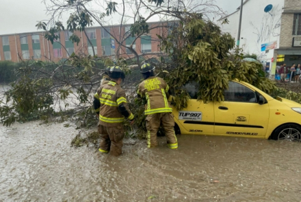 Bomberos realizan corte de árbol que cae sobre vehículo 