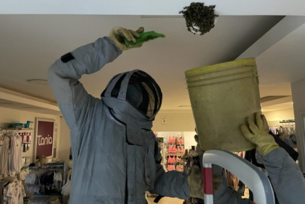 Las abejas no son una amenaza.