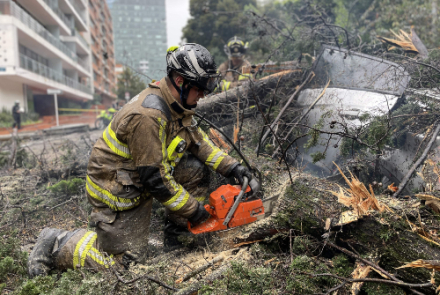 Sabes cómo prevenir emergencias por la caída de árboles en la ciudad